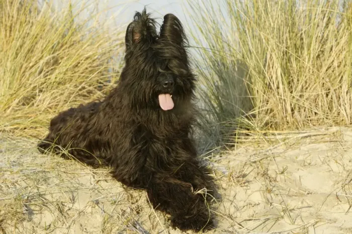 Framed Print : Briard Dog Framed Print : Briard Dog