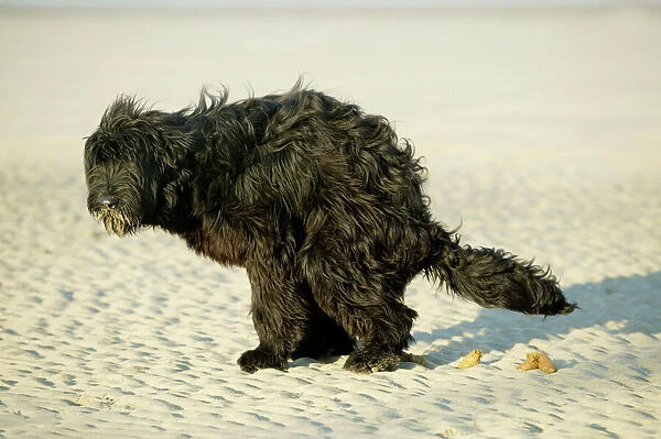Briard Dog Defacating on the beach