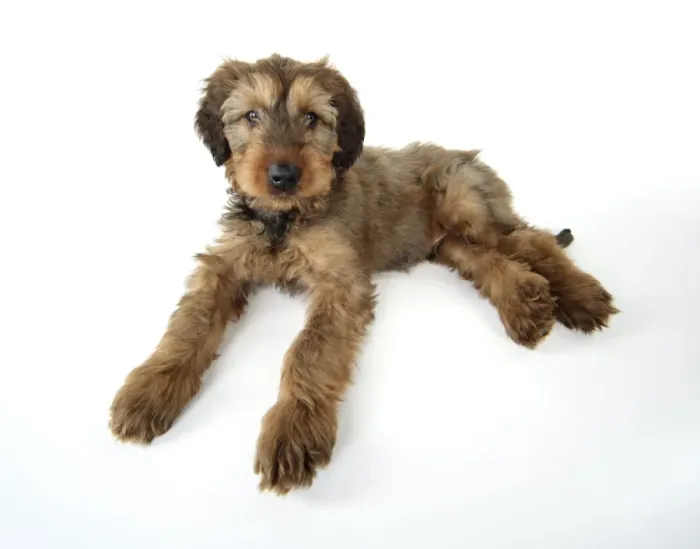 Framed Print : Briard Dog - puppy Framed Print : Briard Dog - puppy