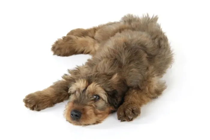 Framed Print : Briard Dog - puppy laying down Framed Print : Briard Dog - puppy laying down