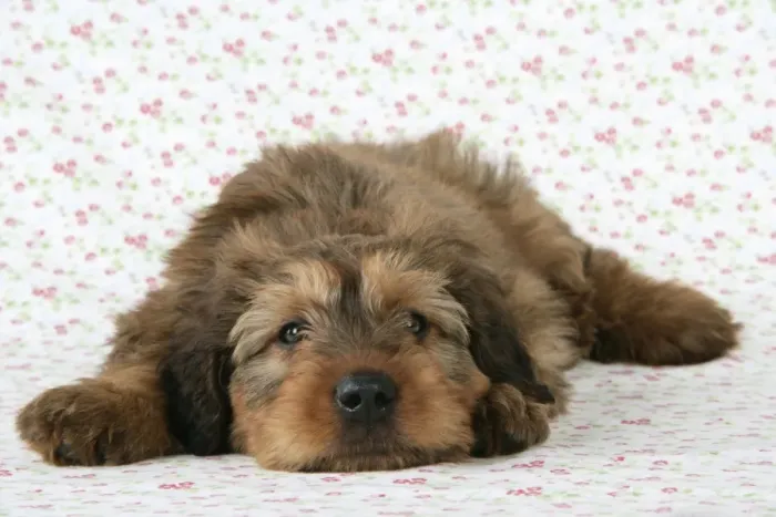 Framed Print : Briard Dog - puppy laying down with flower background Framed Print : Briard Dog - puppy laying down with flower background