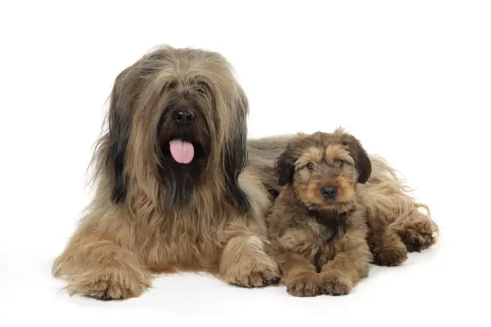 Framed Print : Briard Dog - puppy with parent Framed Print : Briard Dog - puppy with parent