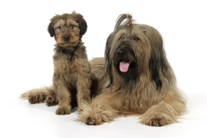 Framed Print : Briard Dog - puppy with parent Framed Print : Briard Dog - puppy with parent
