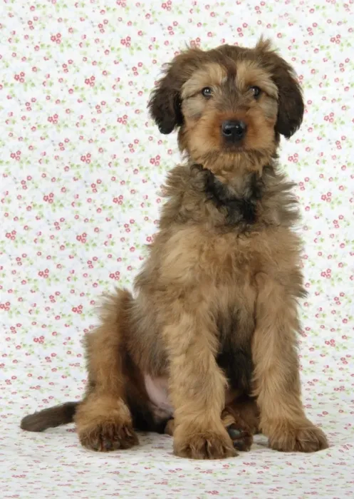 Framed Print : Briard Dog - puppy sitting with flower background Framed Print : Briard Dog - puppy sitting with flower background