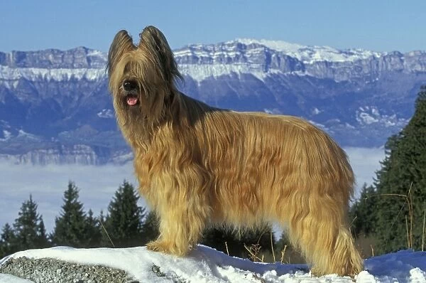 Briard Dog - In snow. Mountains in background
