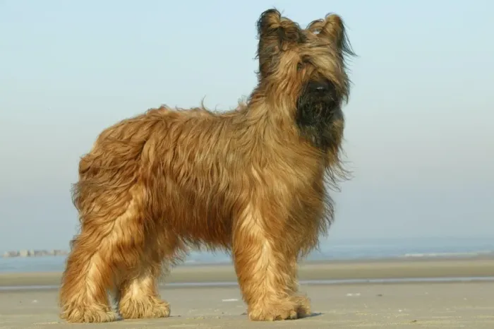 Framed Print : Briard Dog Standing on beach Framed Print : Briard Dog Standing on beach