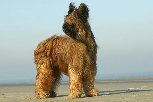 Briard Dog Standing on beach