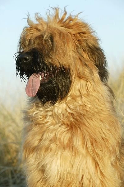 Briard Dog with tongue sticking out