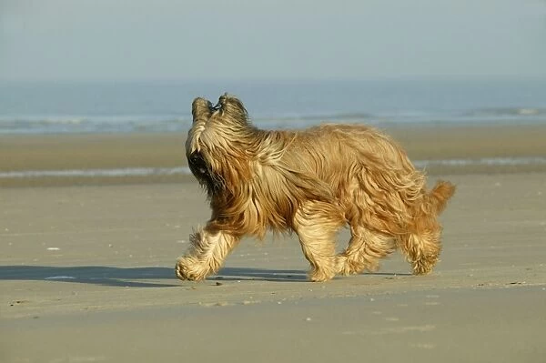 Briard Dog Walking on beach