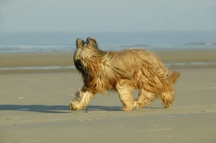 Framed Print : Briard Dog Walking on beach Framed Print : Briard Dog Walking on beach