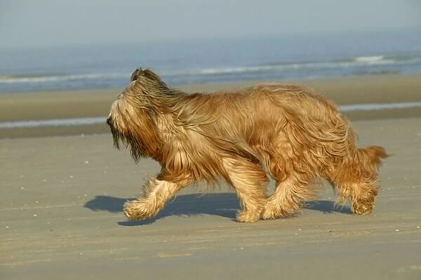 Briard Dog Walking on beach