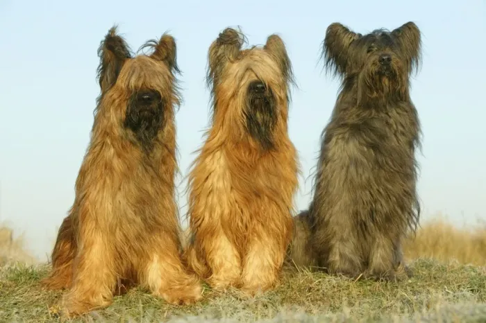 Framed Print : Briard Dogs Framed Print : Briard Dogs