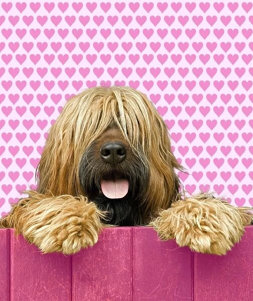 Briard - looking over pink fence - heart background