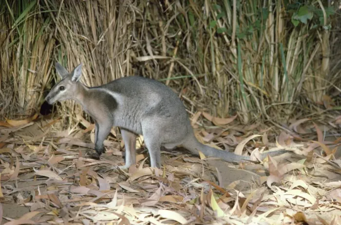 Framed Print : Bridled Nailtailed Wallaby - endangered species Central Queensland Framed Print : Bridled Nailtailed Wallaby - endangered species Central Queensland