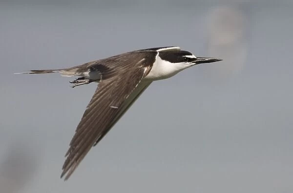 Bridled Tern in flight On Penguin Island, Western Australia. Found around the coasts of Australia except in the south. Widespread in tropical seas often foraging far from land