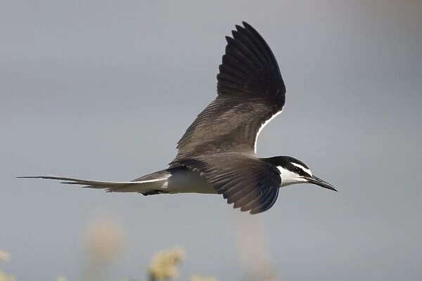 Bridled Tern in flight On Penguin Island, Western Australia. Found around the coasts of Australia except in the south. Widespread in tropical seas often foraging far from land