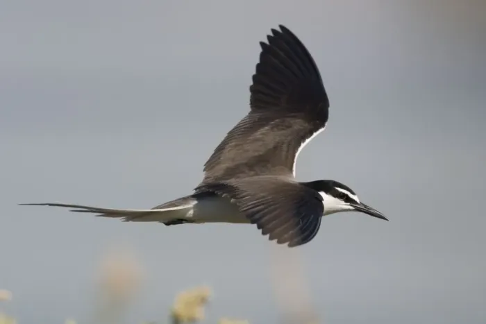 Framed Print : Bridled Tern in flight On Penguin Island, Western Australia. Found around the coasts of Australia except in the south. Widespread in tropical seas often foraging far from land