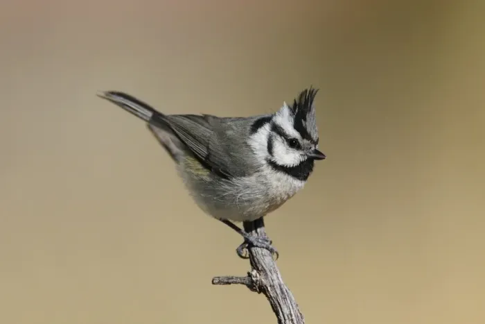 Framed Print : Bridled Titmouse Framed Print : Bridled Titmouse
