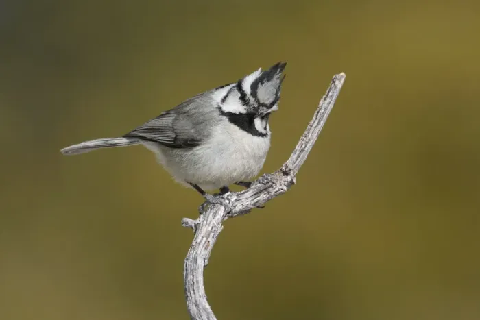 Framed Print : Bridled Titmouse Framed Print : Bridled Titmouse