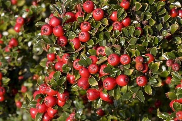 Bright red berries on Cotoneaster shrub Cotswolds UK