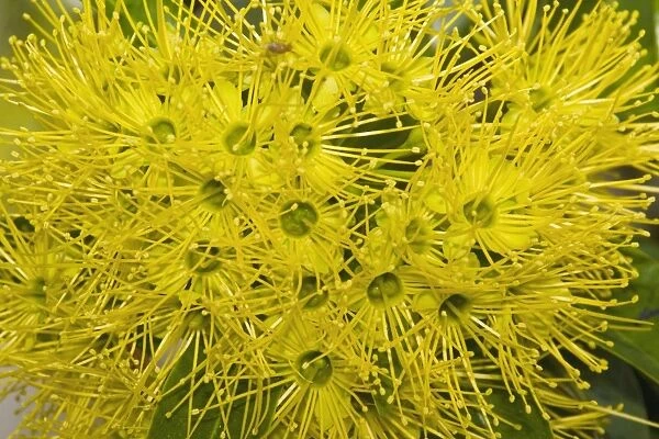 Bright yellow flowers of a Golden Penda tree - in a suburban garden. Note the fruit fly near the top. Prolific nectar production attracts a variety of honeyeaters (Meliphagidae) and lorikeets (Psittacidae)