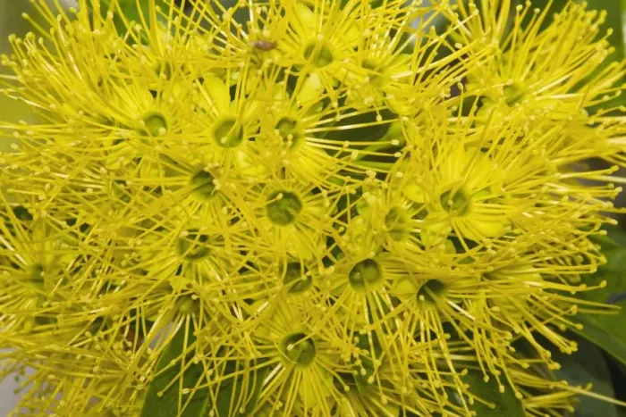 Framed Print : Bright yellow flowers of a Golden Penda tree - in a suburban garden. Note the fruit fly near the top. Prolific nectar production attracts a variety of honeyeaters (Meliphagidae) and lorikeets (Psittacidae) Framed Print : Bright yellow flowers of a Golden Penda tree - in a suburban garden. Note the fruit fly near the top. Prolific nectar production attracts a variety of honeyeaters (Meliphagidae) and lorikeets (Psittacidae)