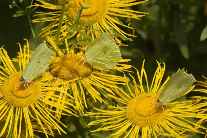 Framed Print : Brimstone Butterflies (Gonepteryx rhamni) on flower (Telekia speciosa) Framed Print : Brimstone Butterflies (Gonepteryx rhamni) on flower (Telekia speciosa)