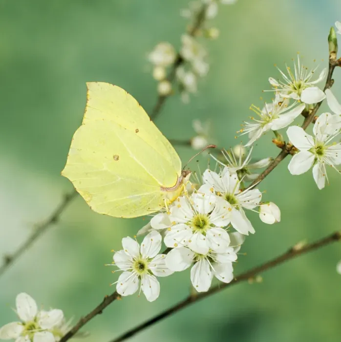 Framed Print : Brimstone Butterfly Framed Print : Brimstone Butterfly