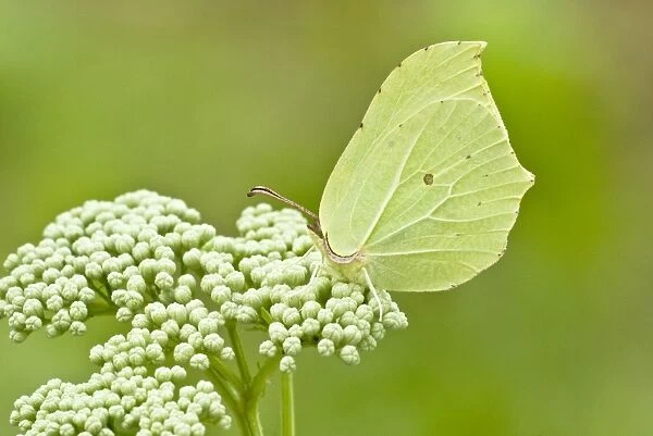 Brimstone butterfly - female - Bukk National Park - Hungary