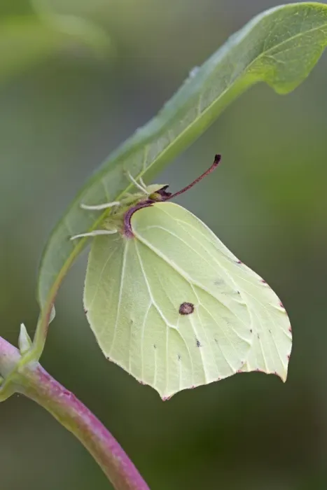 Framed Print : Brimstone Butterfly - male - UK Framed Print : Brimstone Butterfly - male - UK