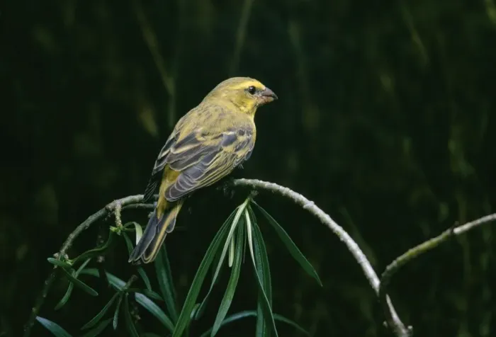 Framed Print : Brimstone Canary Uganda, Africa Framed Print : Brimstone Canary Uganda, Africa