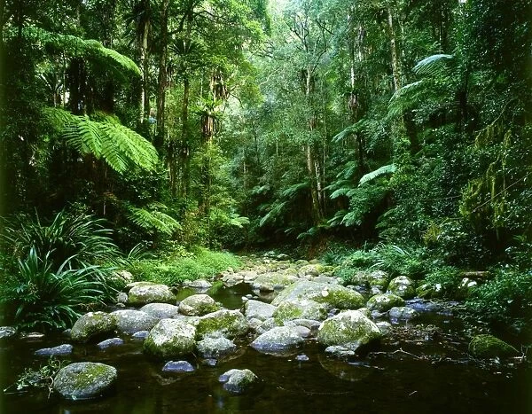 Brindle Creek: subtropical rainforest Border Ranges National Park, northern New South Wales, Australia JPF32170