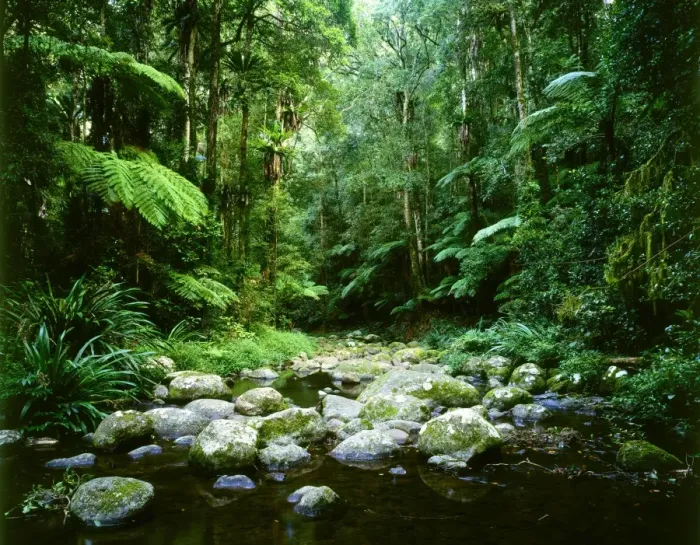 Framed Print : Brindle Creek: subtropical rainforest Border Ranges National Park, northern New South Wales, Australia JPF32170 Framed Print : Brindle Creek: subtropical rainforest Border Ranges National Park, northern New South Wales, Australia JPF32170