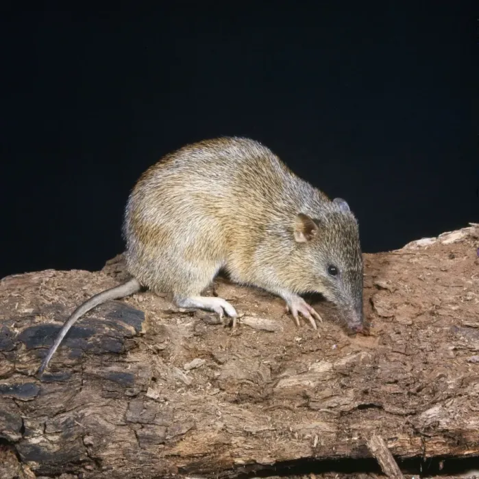 Framed Print : Brindled Bandicoot Framed Print : Brindled Bandicoot