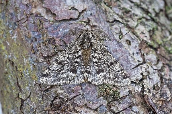 Brindled Beauty - Noth Lincolnshire - England