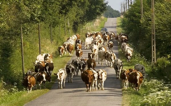 Bringing in the dairy herd, in rural France. The Brenne, near Mezieres, France. Summer