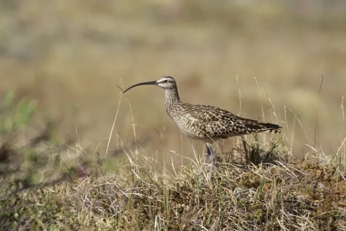 Framed Print : Bristle-thighed Curlew. Seward Peninsula, Alaska, June USA Framed Print : Bristle-thighed Curlew. Seward Peninsula, Alaska, June USA