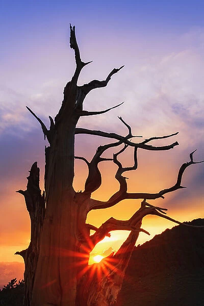 Bristlecone pine silhouetted at sunset, White Mountains, Inyo National Forest, California Date: 28-07-2011