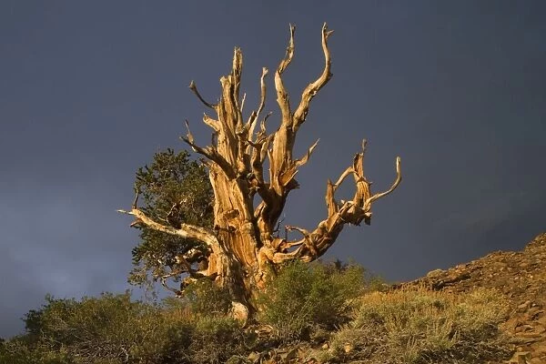 Bristlecone Pine - solitary standing, very gnarled and windswept individual of a Bristlecone Pine standing on a high plain on White Mountain - one of the existing individiuals are thought to be around 5000 years