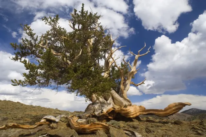 Framed Print : Bristlecone Pine - solitary standing, very gnarled and windswept individual of a Bristlecone Pine standing on a high plain on White Mountain. One of the existing individiuals are thought to be around 5000 years Framed Print : Bristlecone Pine - solitary standing, very gnarled and windswept individual of a Bristlecone Pine standing on a high plain on White Mountain. One of the existing individiuals are thought to be around 5000 years