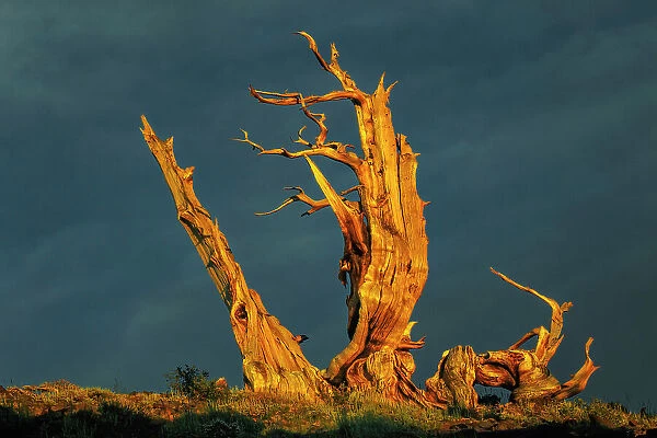 Bristlecone pine at sunset, White Mountains, Inyo National Forest, California Date: 28-07-2011