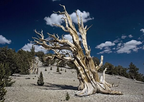 Bristlecone pine trees - very ancient standing tree, with young trees / seedlings around it. At c. 11, 000 ft in the White Mountains