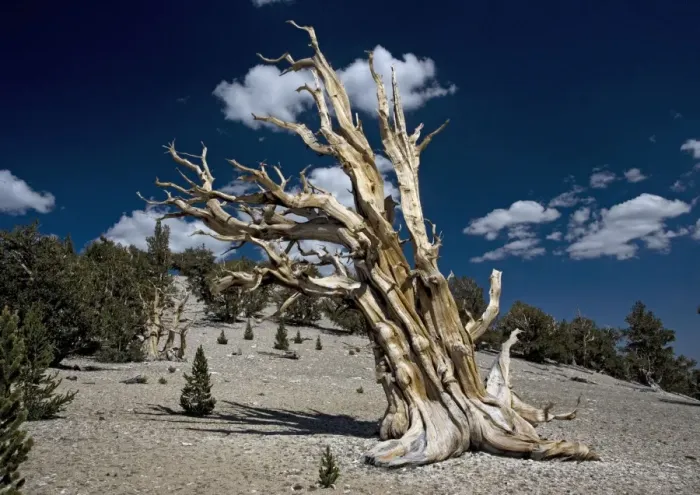 Framed Print : Bristlecone pine trees - very ancient standing tree, with young trees / seedlings around it. At c. 11, 000 ft in the White Mountains Framed Print : Bristlecone pine trees - very ancient standing tree, with young trees / seedlings around it. At c. 11, 000 ft in the White Mountains