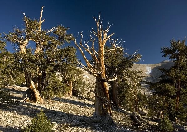 Bristlecone Pine Trees - at c. 11, 000 ft in the White Mountains