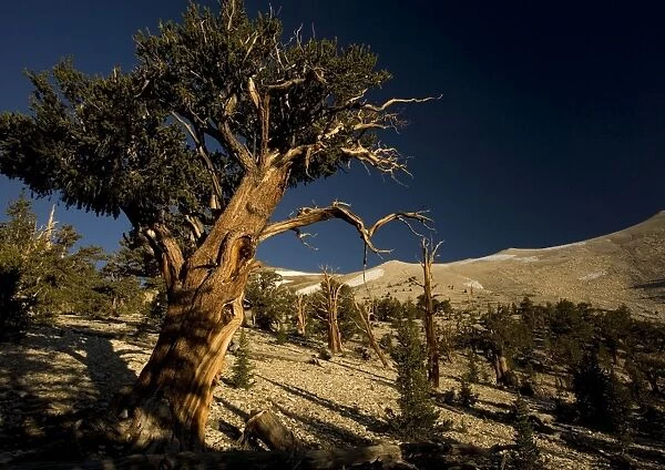 Bristlecone Pine Trees - at c. 11, 000 ft in the White Mountains; early morning light
