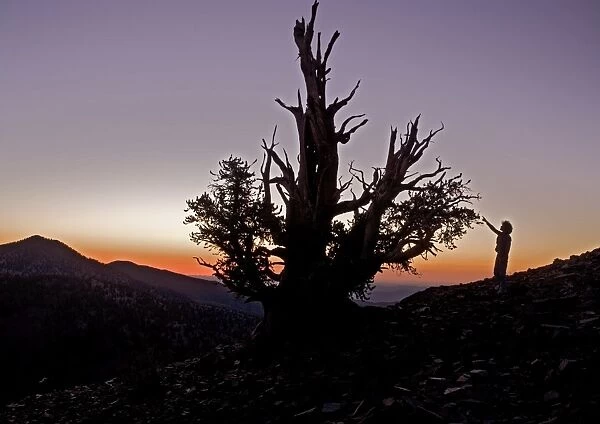 Bristlecone Pine Trees - at c. 11, 000 ft in the White Mountains, with admiring visitor, sunset