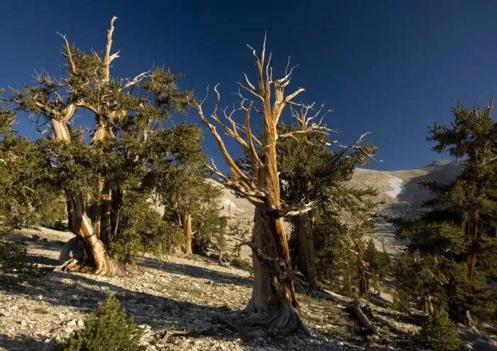 Framed Print : Bristlecone Pine Trees - at c. 11, 000 ft in the White Mountains Framed Print : Bristlecone Pine Trees - at c. 11, 000 ft in the White Mountains