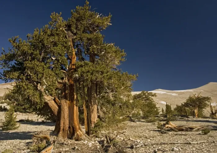 Framed Print : Bristlecone Pine Trees - at c. 11000 ft in the White Mountains Framed Print : Bristlecone Pine Trees - at c. 11000 ft in the White Mountains