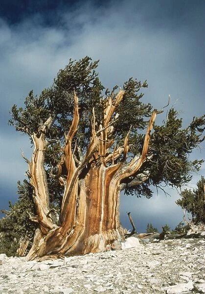 Bristlecone Pine White Mountains, California, USA