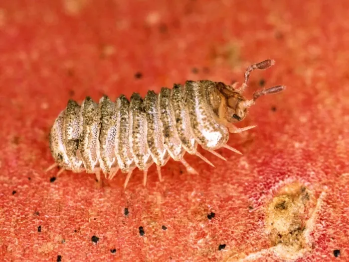 Framed Print : Britain's rarest millipede Red Data Book species (4 mm in length) Location: Isle of Wight (only UK site) Framed Print : Britain's rarest millipede Red Data Book species (4 mm in length) Location: Isle of Wight (only UK site)